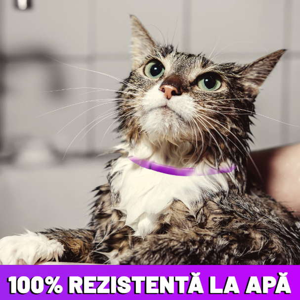 Zgarda reglabila si respirabila anti purici pentru pisici